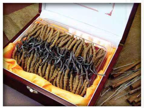 荔波冬虫夏草回收